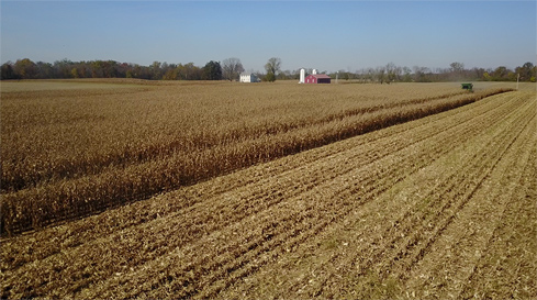 rural wheat field